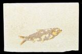 Detailed Fossil Fish (Knightia) - Wyoming #176392-1